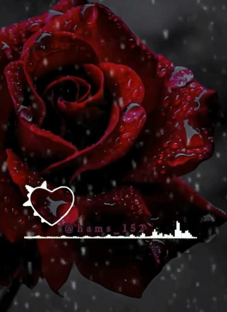 🕊
كلهم رفاق ومعارف في درب الحياة ، إلاّ من انتشلني من حزني ووقف بجانبي ، وراهن علي وعلى قوتي ونجاتي ونجاحي ، وحرص على سماع صوتي ورؤيتي بخير ،
من سند لي قلبه قبل ذراعه فهذا يُسمى عزيز الروح
أَوجد الله الحُب للأوقات الصعبة
مواقف الجبر عند الألم لا تُنسى .❤
#بس_أقول
#الشعب_السعودي