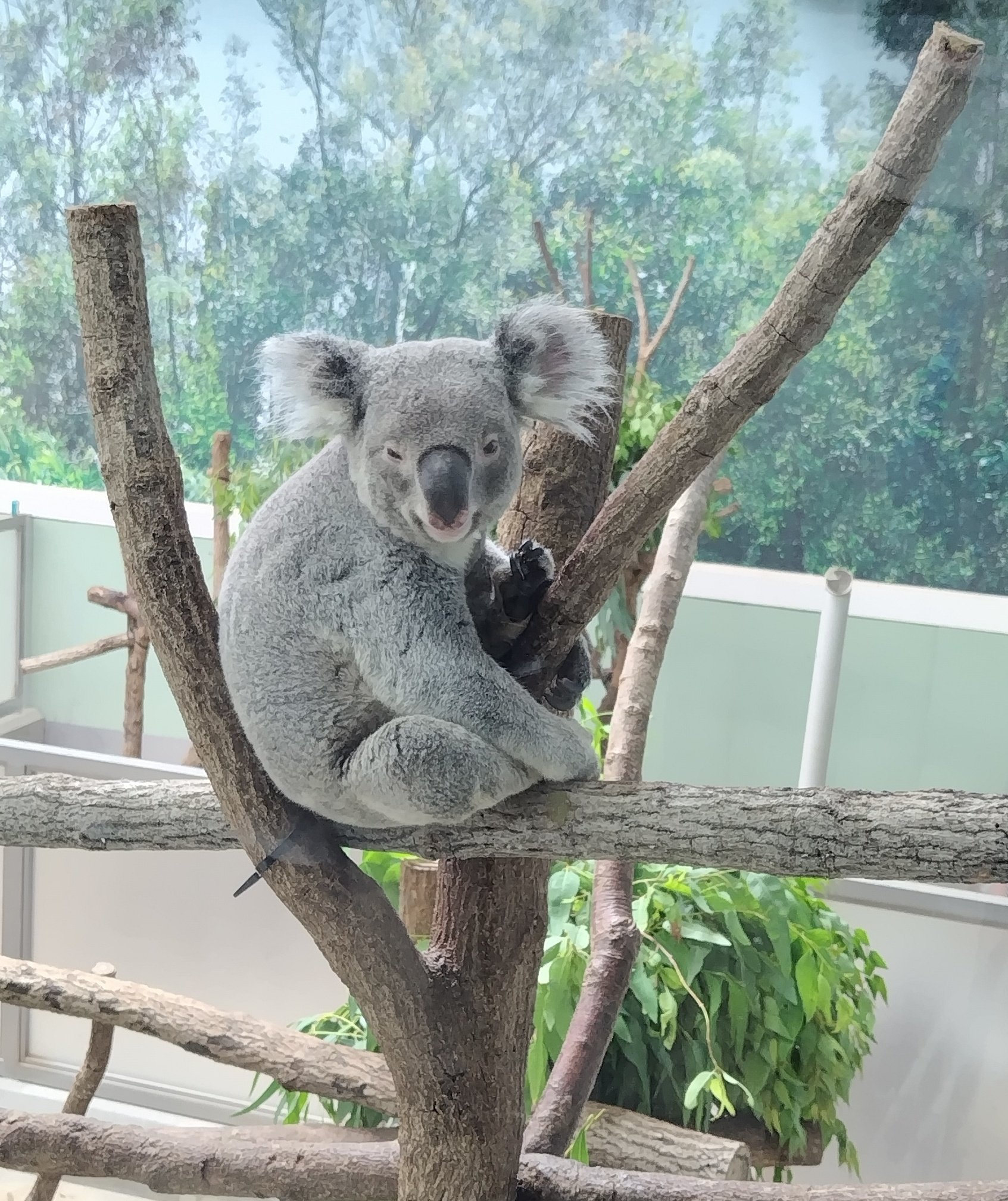 コアラ かわいい🐨💫😊 20240824 🙅‍♀️無断転載禁止です。 #コアラ