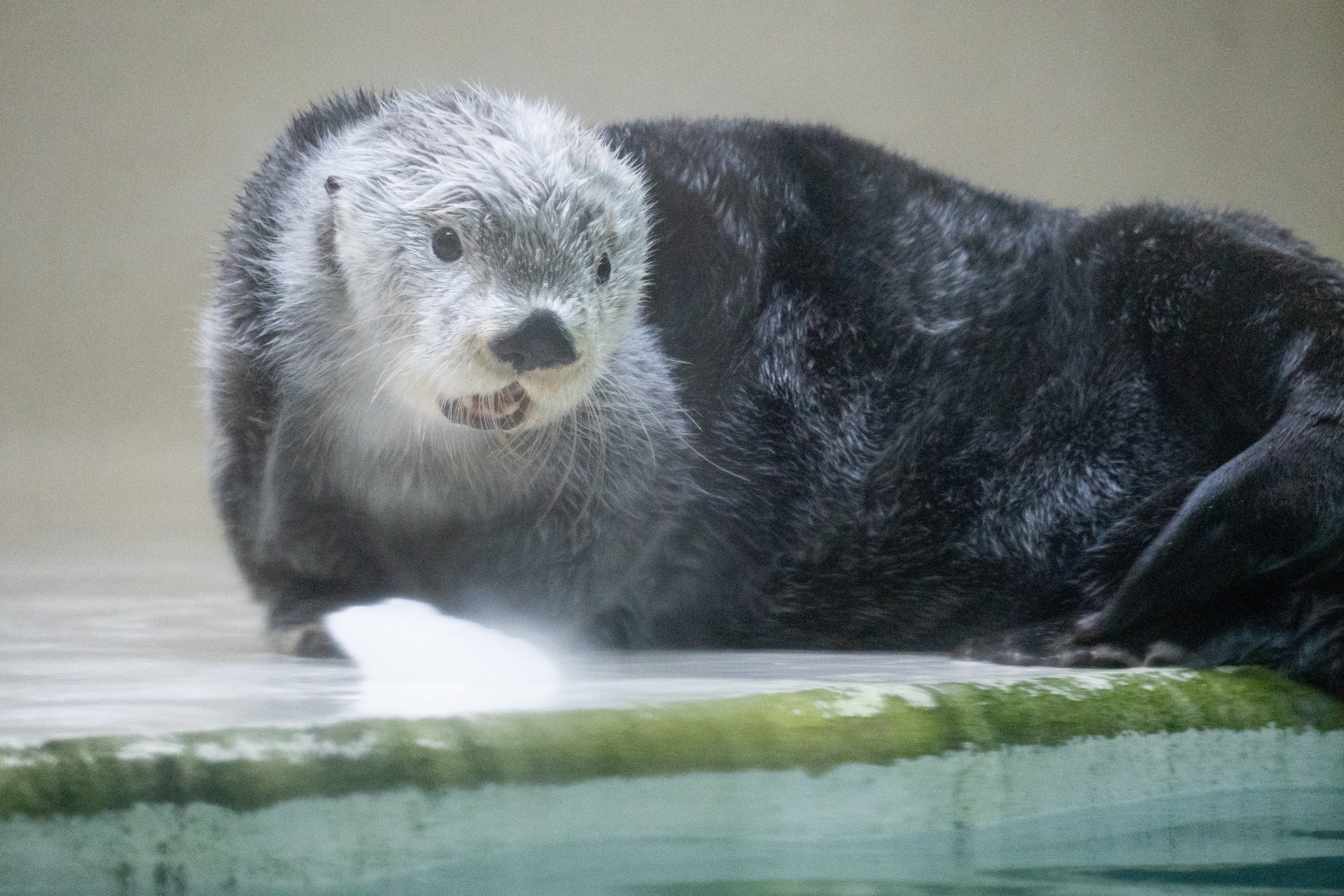 わんぱくラッコ げんきなコタロウ 【公式通販】