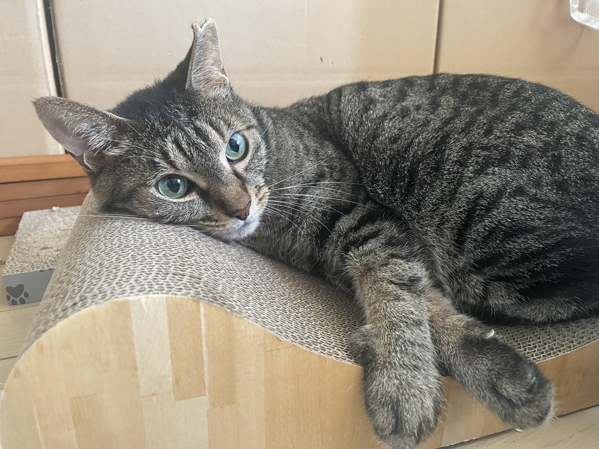 kuro nekoさま購入予定 中古即納】[FIG]黒猫(くろねこ) ワンピースver. 俺の妹が