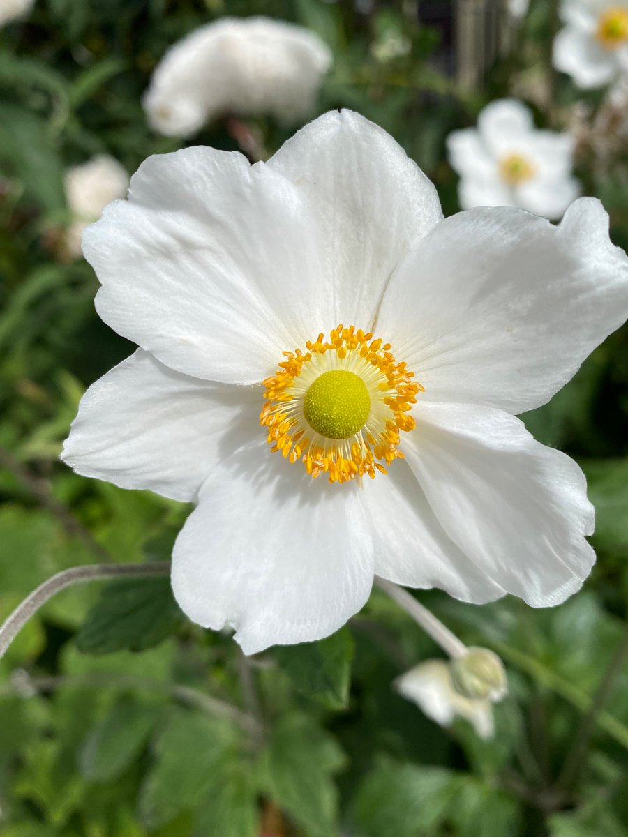 Good morning! What are your plans today? I’m visiting one of my sisters to help her dog-sit. No doubt cake will be involved. Hope you have a lovely Saturday! 

A gorgeous flower from yesterday’s walk for you🤍