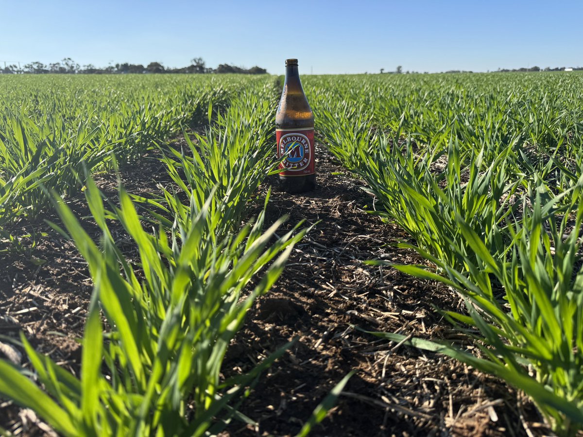 It’s been a whilesince I posted crop pics but better late than never.
Some really nice looking early sown Neo that got off to a great start and pic 2 is maximus, sown later but really enjoying the conditions now 👌
Look closely but the longneck is in both pics