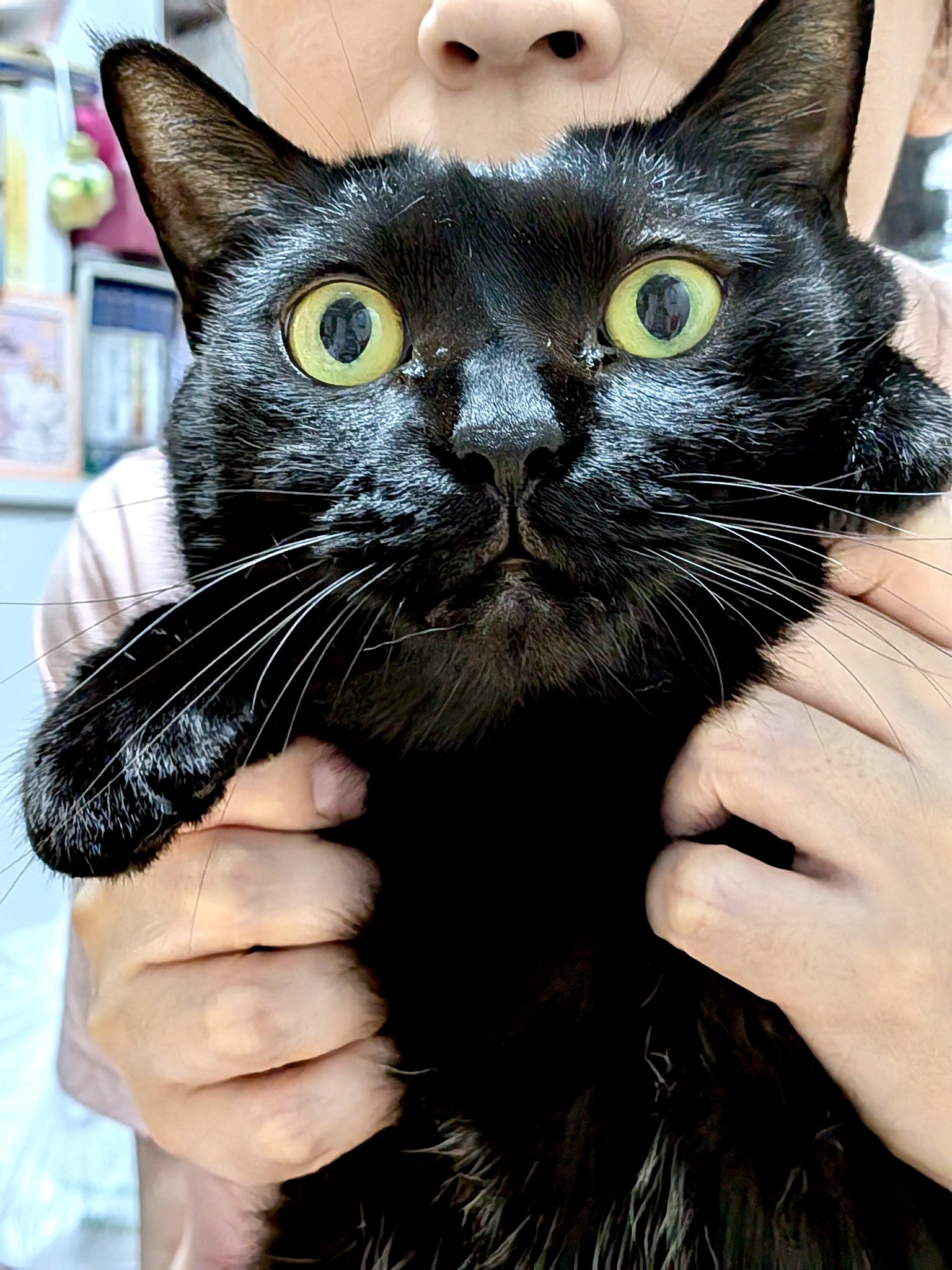 くろねこ 猫好きな🐱♄猫月志織♄🪐 on X: 