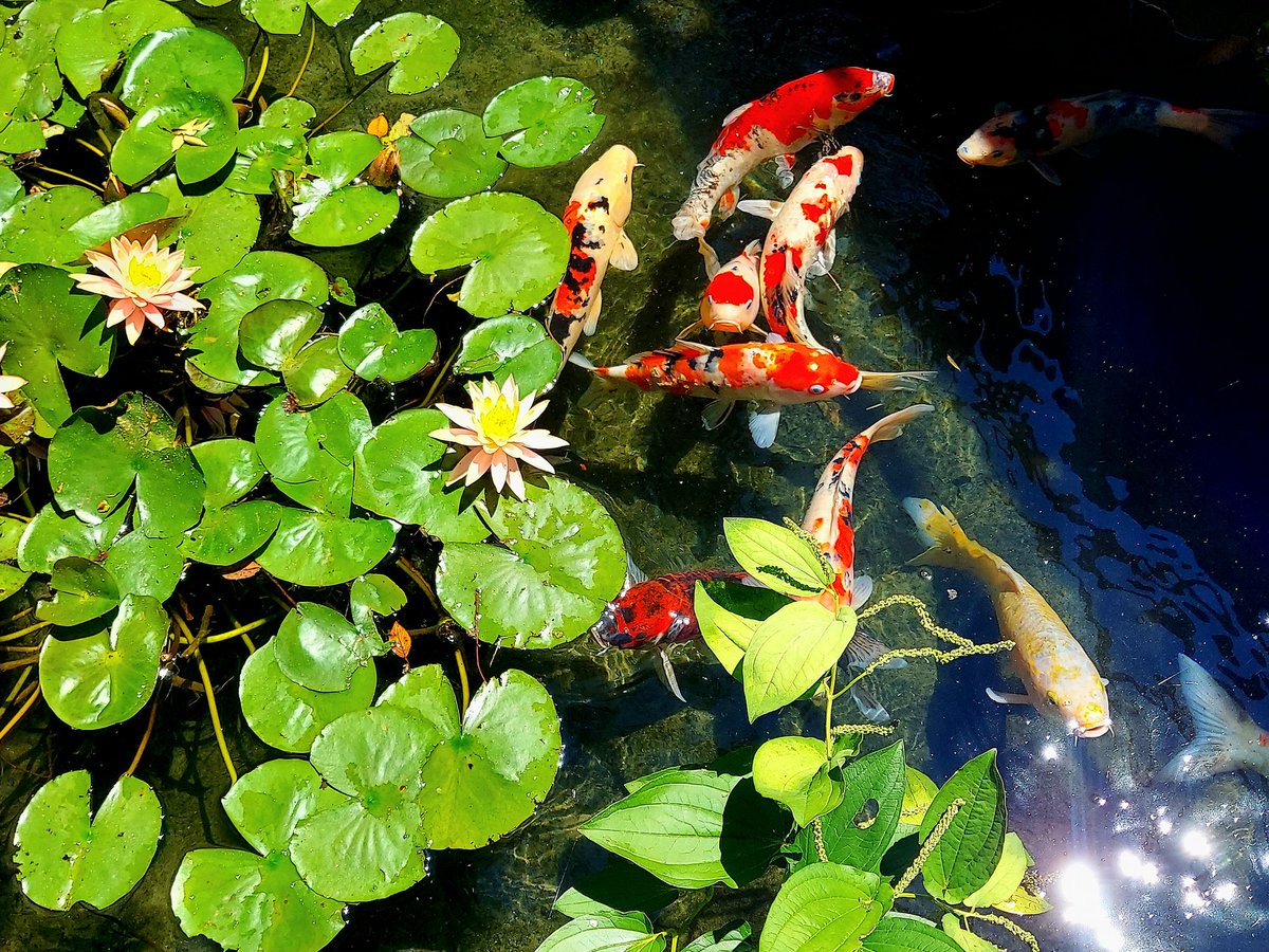 夏を満喫🌻
めっちゃ暑くて、楽しかった！

#ひまわり #向日葵
#TLを花でいっぱいにしよう