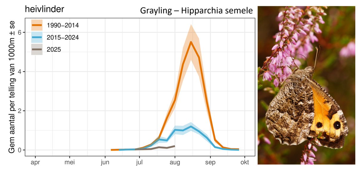 When I started butterflying in the 1980s you could see hundreds or thousands of Graylings (heivlinder, H semele) on dry heathlands in August. It could be extremely abundant. But since then numbers went down and 2025 looks like a new low on Dutch Butterfly Monitoring transects.