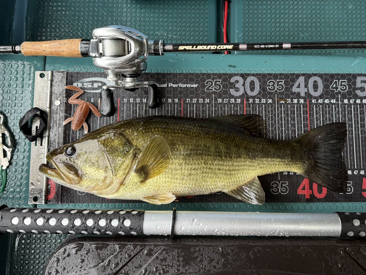 2025/8/2
三島湖

SPELLBOUNDCORE  SCC-66-1/2MH-ST
16Metanium mgl
SUPERIOR CO HOOK 2/0

🐸🐸房総蛙パワーキッカー🐸🐸

46cm‼️
＃三島湖 
＃房総蛙