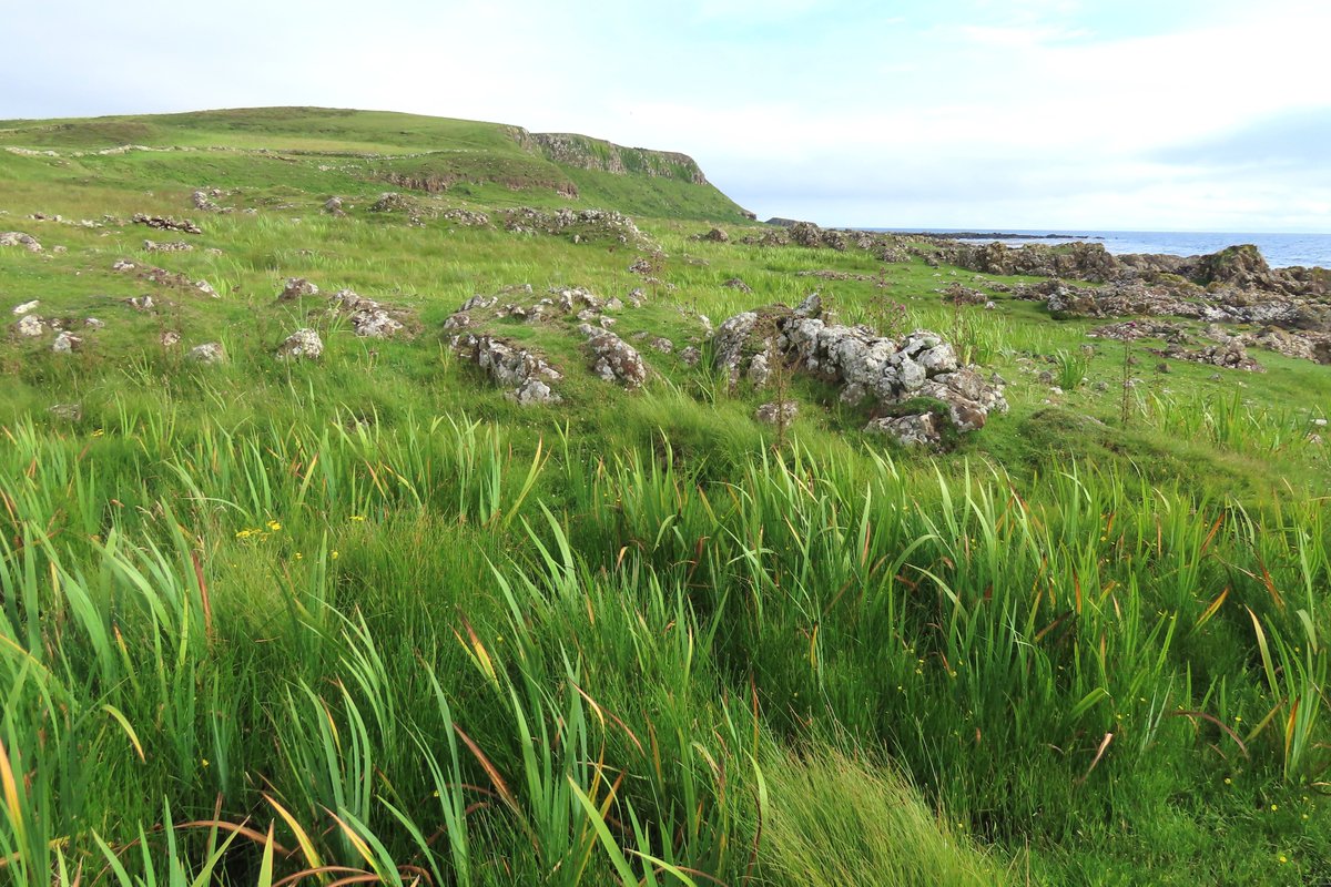 Saw a couple of rather dazzling Peacock butterflies yesterday, both stopping to feed on Bramble flowers. And Green-veined Whites are booming at the moment, flying in their dozens in all the marshy rushy bits of the island
