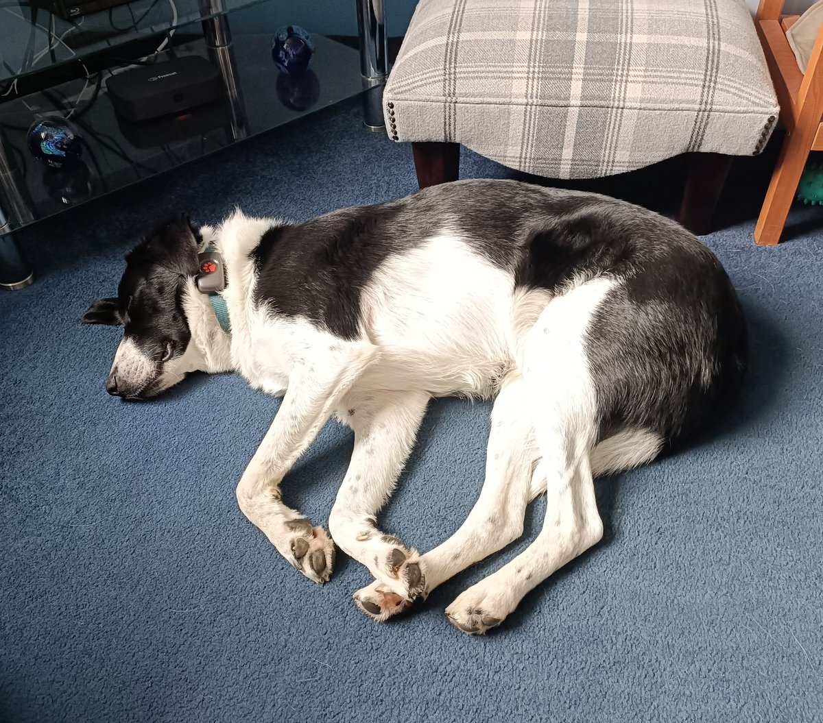 One tired Flynn with a whiff of cow pat's coming from his paws 🤣
