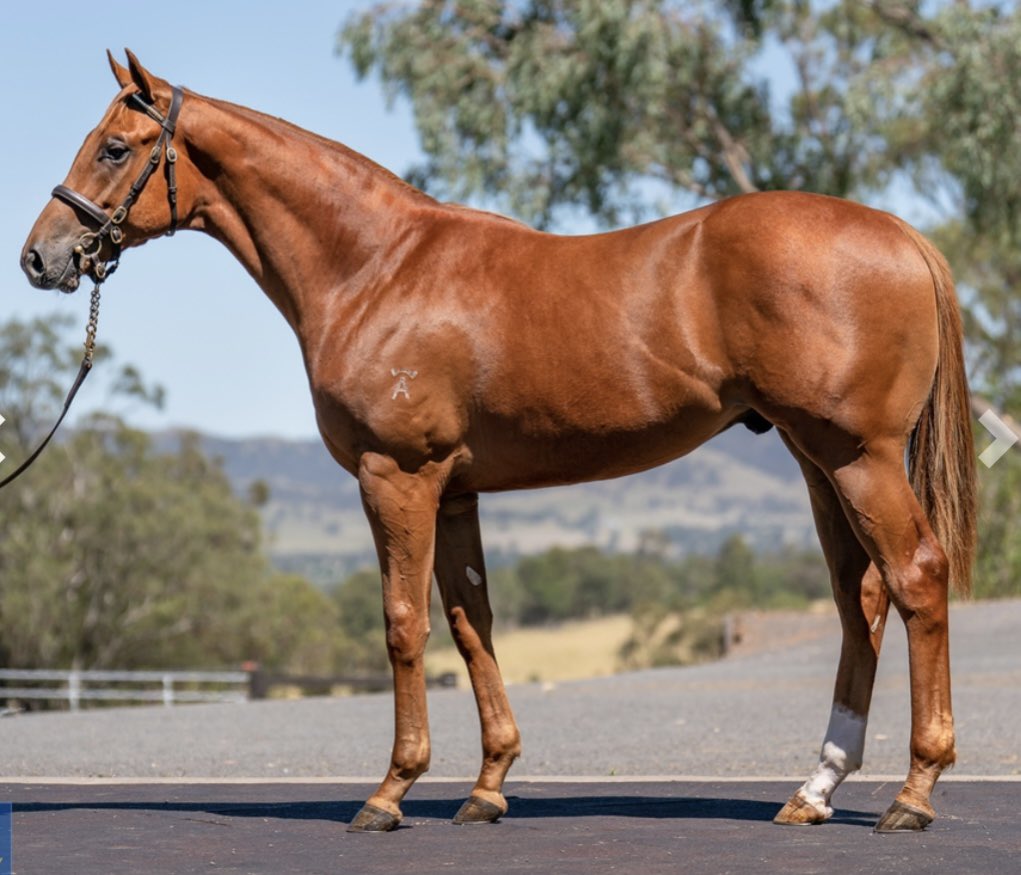 Not sure I can add much more!
A fantastic way to start the 25-26 season 
King of Roseau (Capitalist) = Dominant ❤️
Now 18:4-4-2 $847,075
Purchased with <a href="/PulseRacing_TBS/">Pulse Racing Thoroughbreds</a> from <a href="/mmsnippets/">Magic Millions</a> &amp; Senga Bissett for $95k

Beautifully prepared by <a href="/SnowdenRacing1/">Snowden Racing</a> 
Huge congrats to all🎉🕺