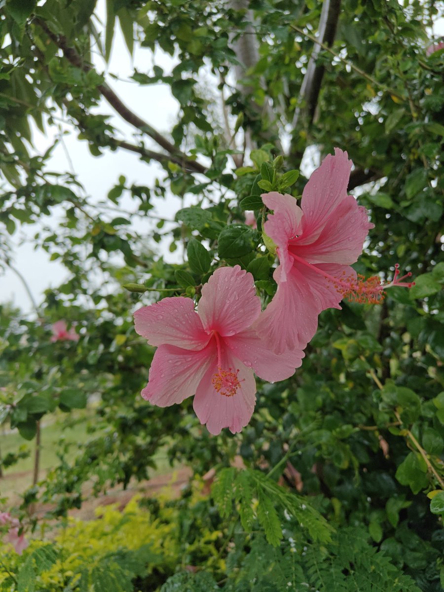 rashmi89singh's tweet image. Flowers do bring a wide smile :)