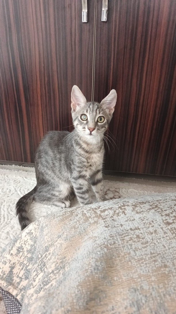 3 aylık erkek yavru kedi. Ömürlük yuvası aranıyor. Beyoğlu/ İstanbul

<a href="/CanturkSenay/">Şenay Cantürk</a>