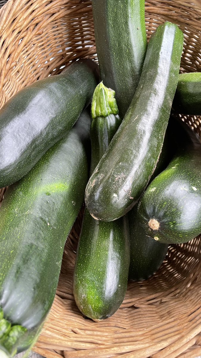 Jetzt beginnt wieder die Jahreszeit, wo keiner mehr zu Besuch kommen möchte - aus Angst eine Zucchini aufgeschwatzt zu bekommen.