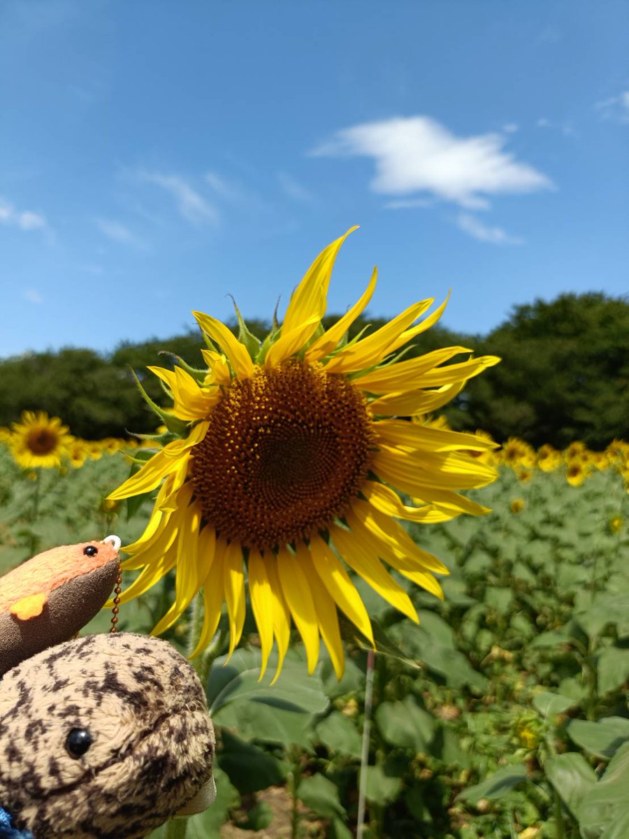 sansyo26's tweet photo. ひまわり見てきました〜
暑い暑い！！ https://t.co/VzSnv5bBwy