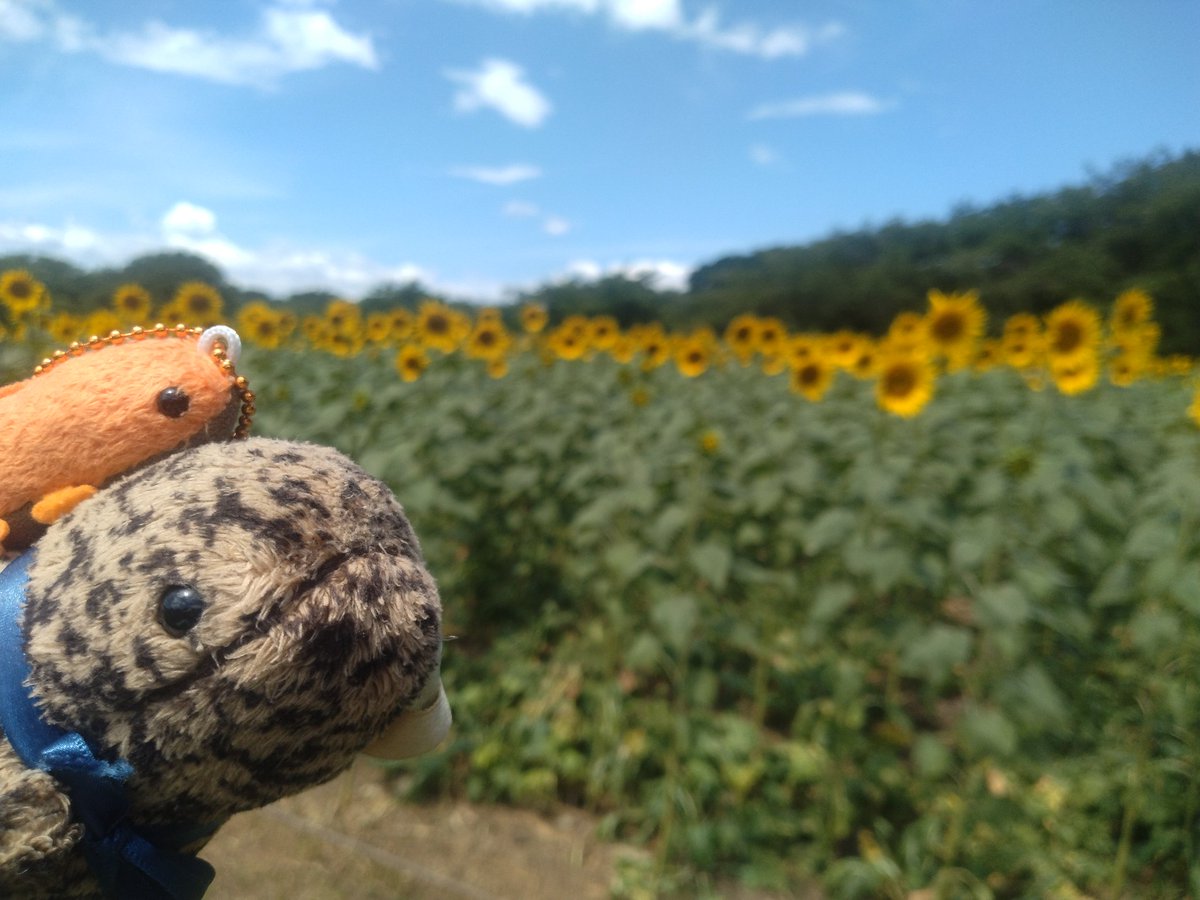 sansyo26's tweet photo. ひまわり見てきました〜
暑い暑い！！ https://t.co/VzSnv5bBwy