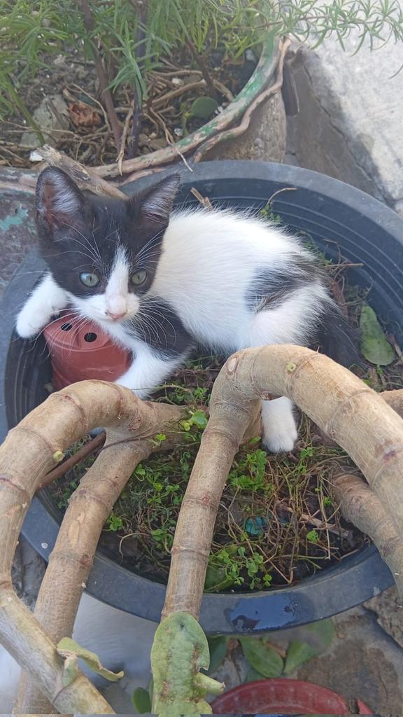 Mes y algo, mataron a su mamá y necesitan un hogar para siempre, están acogidos pero provisionalmente no se los pueden quedar 💔
Pueblo de Cádiz
618208620