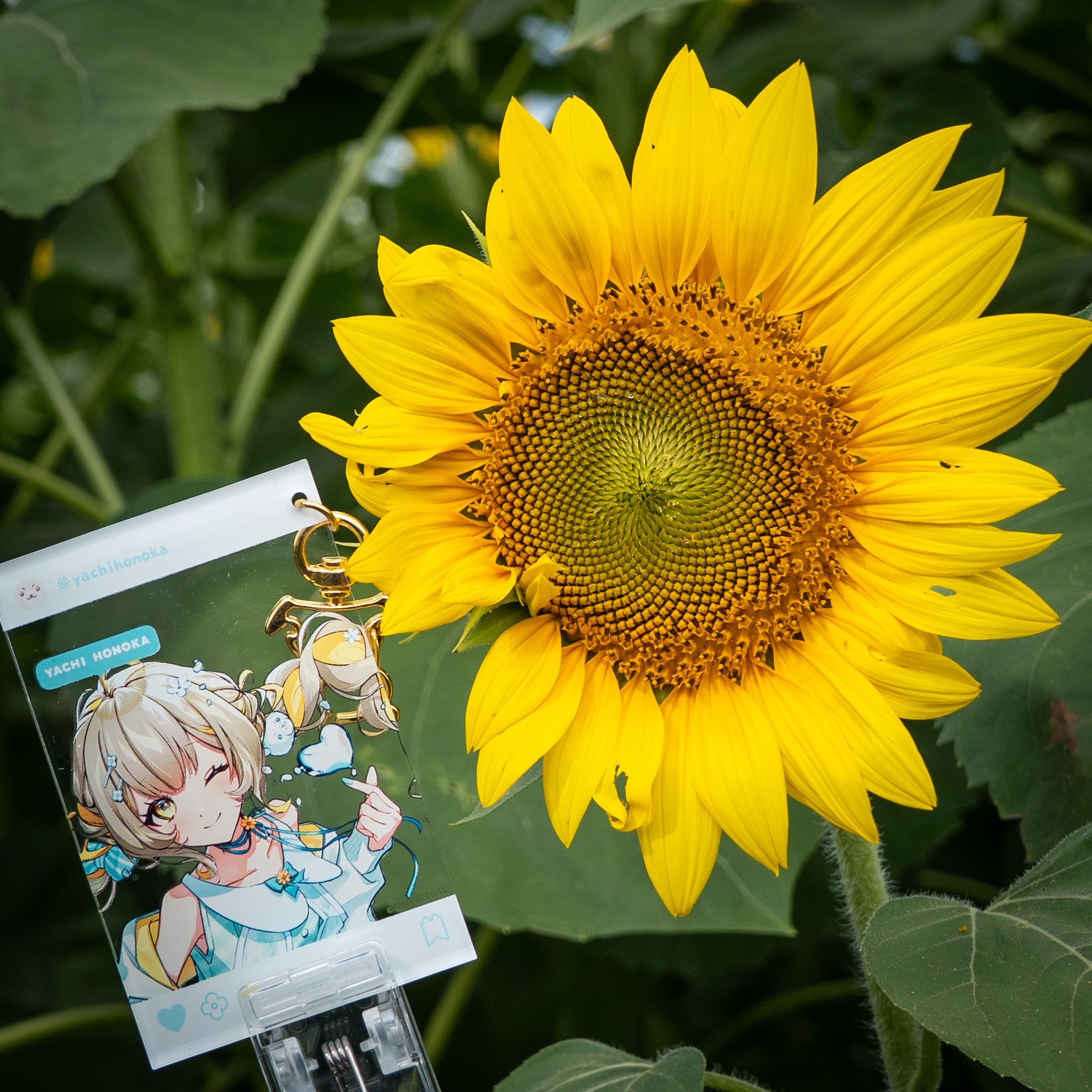 【未開封・送料無料】2003年 ひまわり せみの声 夕立 あぁ夏休み キーホルダ 未開封・送料無料】2003年 ひまわり せみの声 夕立 あぁ夏休み