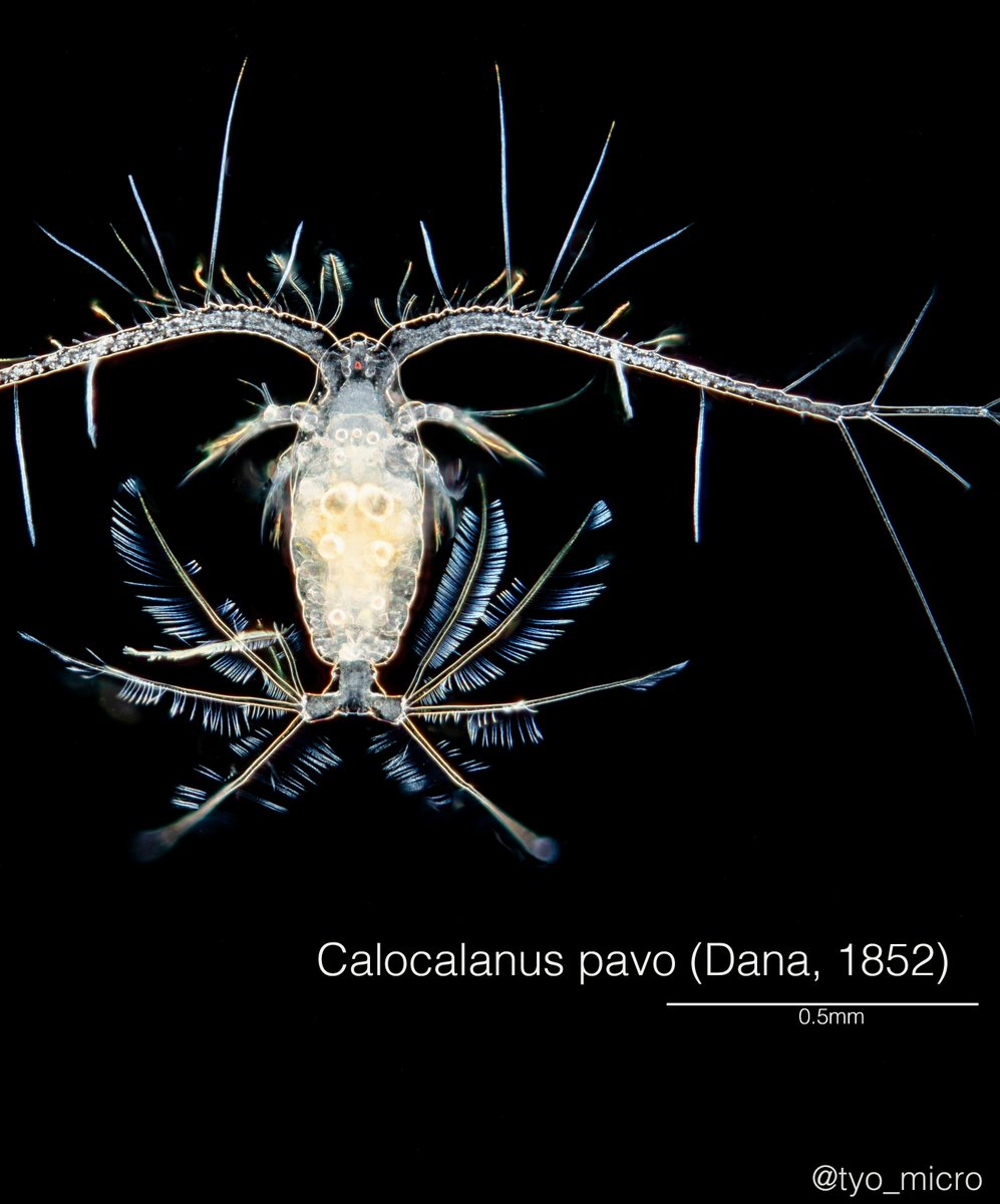 このすこーぷ tweet media