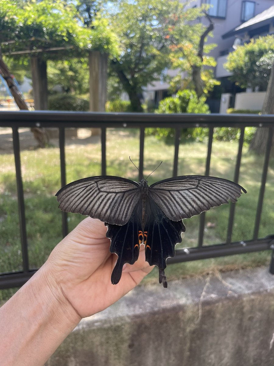 今日は立派なクロも捕獲したし、お菓子がスイカになったし、良い日だった。売り上げ悪かったけど笑