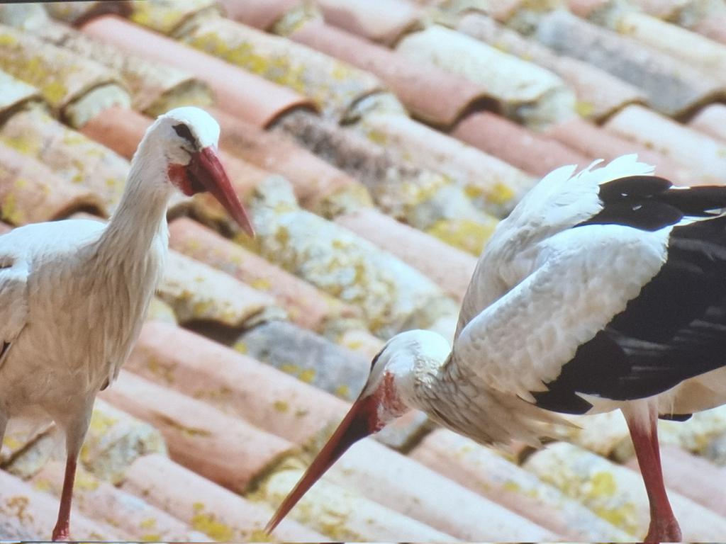 ¿Sabías que los niños no vienen de Paris sino de Alfaro? 😂. Sobre la Colegiata de San Miguel puedes ver la mayor colonia urbana de cigüeña blanca del mundo. Un espectáculo único 😍 que actualmente se puede disfrutar casi todo el año
#AlfaroesVino
