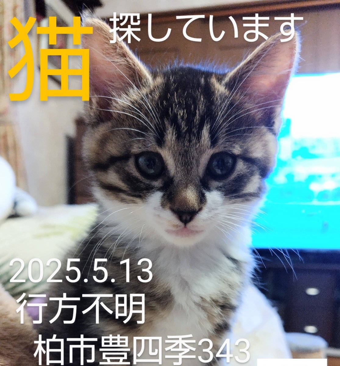 😿⚠️いちくん探してます⚠️😿
流山市松ヶ丘6丁目にある松風自治会集会所周辺で、似た子がいるとの情報がありました。何度か行きましたが見つからず…。もしお近くの方で、キジ白の(生後5カ月)猫を見かけたら出来れば写真を撮って頂けると大変助かります🙇💦

#迷い猫　#迷子猫　#千葉県　#流山市
