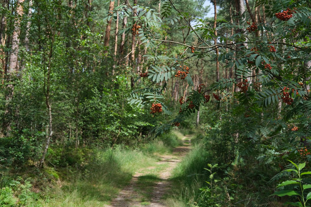 Het eerder afgegeven advies over de wolf is verder aangescherpt: blijf weg uit alle landgoederen, bos- en natuurgebieden op de Utrechtse Heuvelrug tussen A12 en A28. 

Lees het bericht en de actuele adviezen op: provutr.nl/246b12