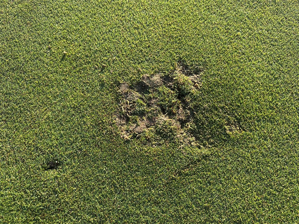I’d love to get my hands on the low life losers who did this at Green Gables Golf Club last night. The hours of work and pride by our turf team puts in to make our course beautiful is unmatched. This makes me sick. If anyone knows something please let me know.  <a href="/GreenGablesTurf/">Green Gables Turf Department</a>