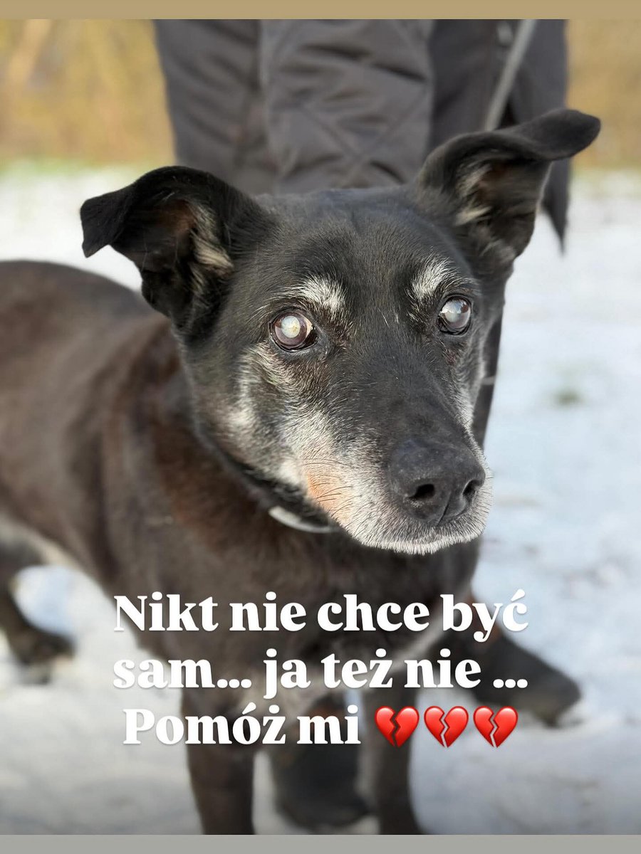 DŻEKI🐶🙏🏡🆘To psiak o wielkim sercu i mądrym spojrzeniu,mimo że…nie widzi💔Przez 4 lata nikt nie zadzwonił i nadal nie dzwoni 😭
Ten 🐶marzy tylko o ciepłym kącie i czułej dłoni,która pogłaszcze go po siwej mordce🥹💔
☎️533-663-652☎️600-273-216
Schronisko Azorek,Oborniki Wlkp.