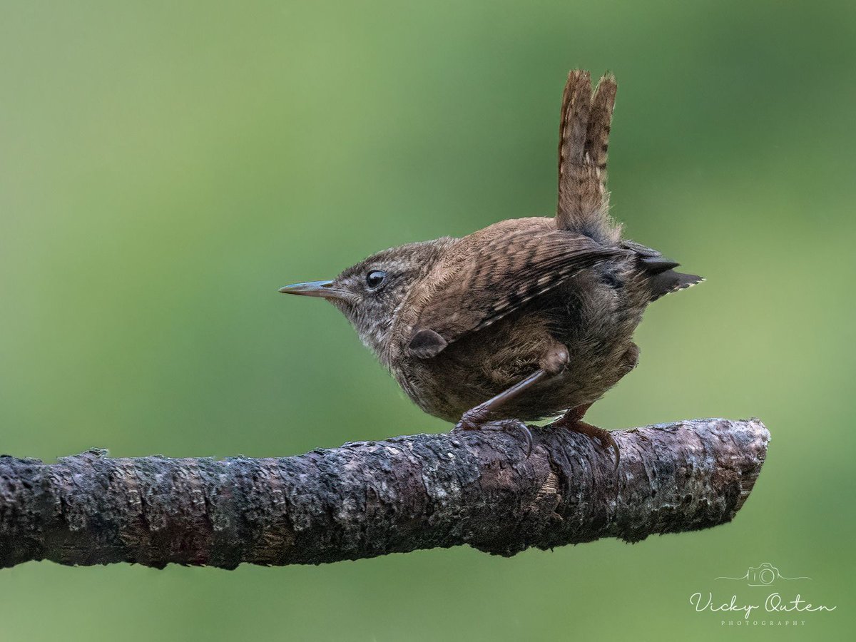 Vicky Outen Photo CPAGB (@vickyoutenphoto) on Twitter photo Wren
linktr.ee/vickyoutenphoto
#wildlife #bbccountryfilemagpotd #photooftheday #BBCWildlifePOTD #BBCSpringwatch <a href="/ThePhotoHour/">#ThePhotoHour</a> <a href="/Team4Nature/">Team4Nature</a> <a href="/Britnatureguide/">The British Nature Guide</a> <a href="/NatureUK/">NatureUK</a> @wildlifemag <a href="/nature_voice/">Giving Nature a Voice</a> #wren Wren
linktr.ee/vickyoutenphoto
#wildlife #bbccountryfilemagpotd #photooftheday #BBCWildlifePOTD #BBCSpringwatch <a href="/ThePhotoHour/">#ThePhotoHour</a> <a href="/Team4Nature/">Team4Nature</a> <a href="/Britnatureguide/">The British Nature Guide</a> <a href="/NatureUK/">NatureUK</a> @wildlifemag <a href="/nature_voice/">Giving Nature a Voice</a> #wren