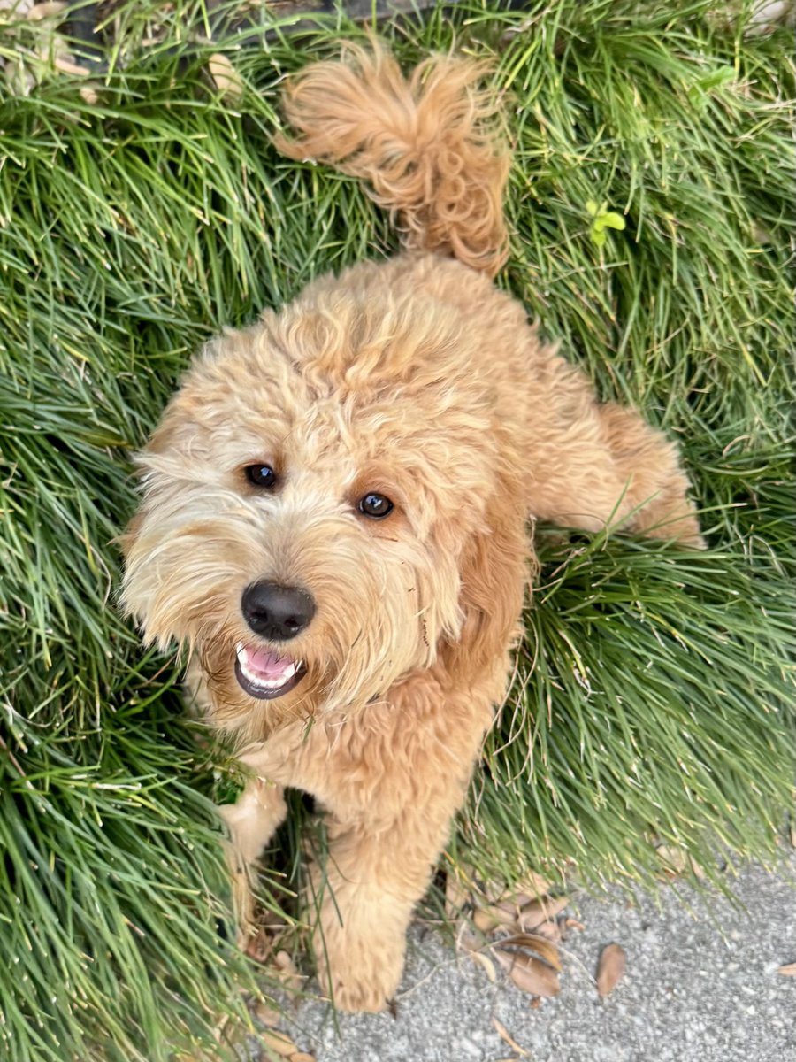 CraddockRoofing's tweet photo. As temperatures rise, your roof faces extra stress during these dog days of summer. We understand the potential damage and heat-related issues that affect your home. 
At Craddock Roofing, our experienced team ensures your roof stays strong and reliable through every season. https://t.co/FV9Hufxzpp