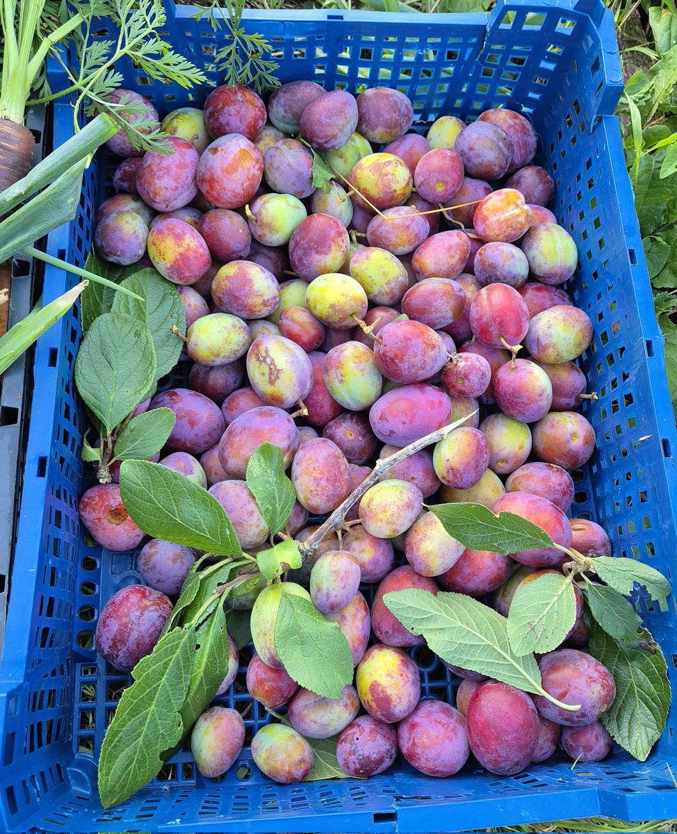 🌱Lovely_Plot 💅🇵🇱🇬🇧🪷🐞🐝 tweet media