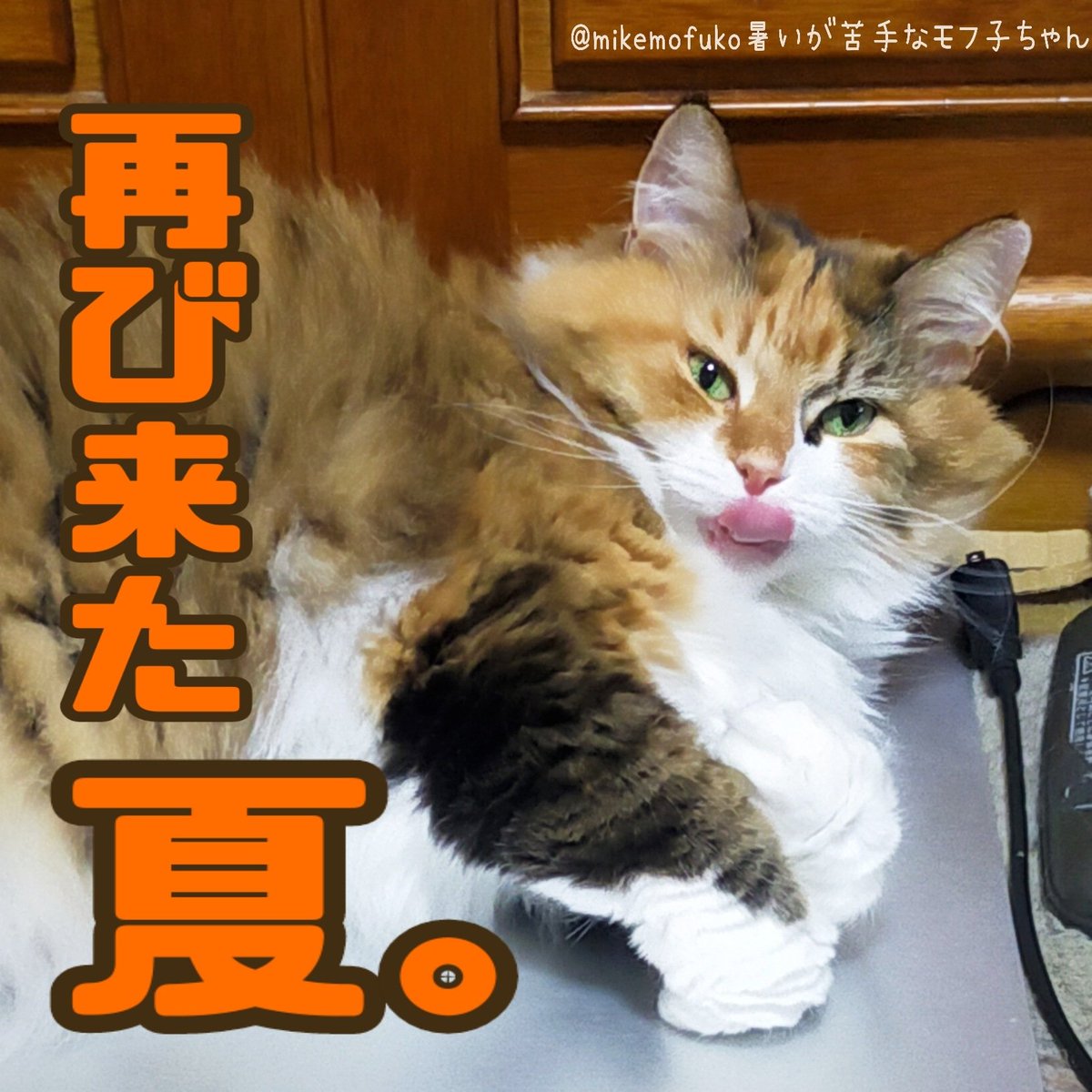 今日はクーラーがないと暑い🙀でも夜になると、色んな場所で花火大会があるんだってね！楽しそう🎆🌃 #猫のいる暮らし #猫好きさんと繋がりたい モフモフモフウェージャンフォレストモフ子は外出せずに家でゴロゴロするよ😸🏠🌠