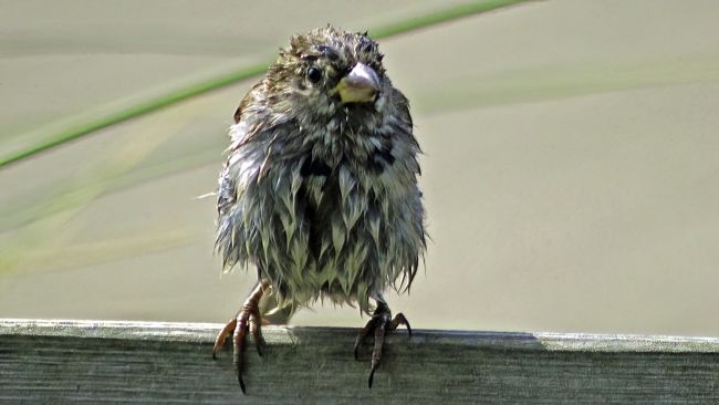 Vandaag Actueel Weer janvissersweer.nl/vandaag-actuee… Noorwegen: langste serie tropische dagen (13), langste serie 'tropische nachten' (10) en juli als geheel de op twee na warmste. Bij ons vandaag vooral vanochtend een komen en gaan van plensbuien (Westerbork 31 mm). Foto: verregende mus