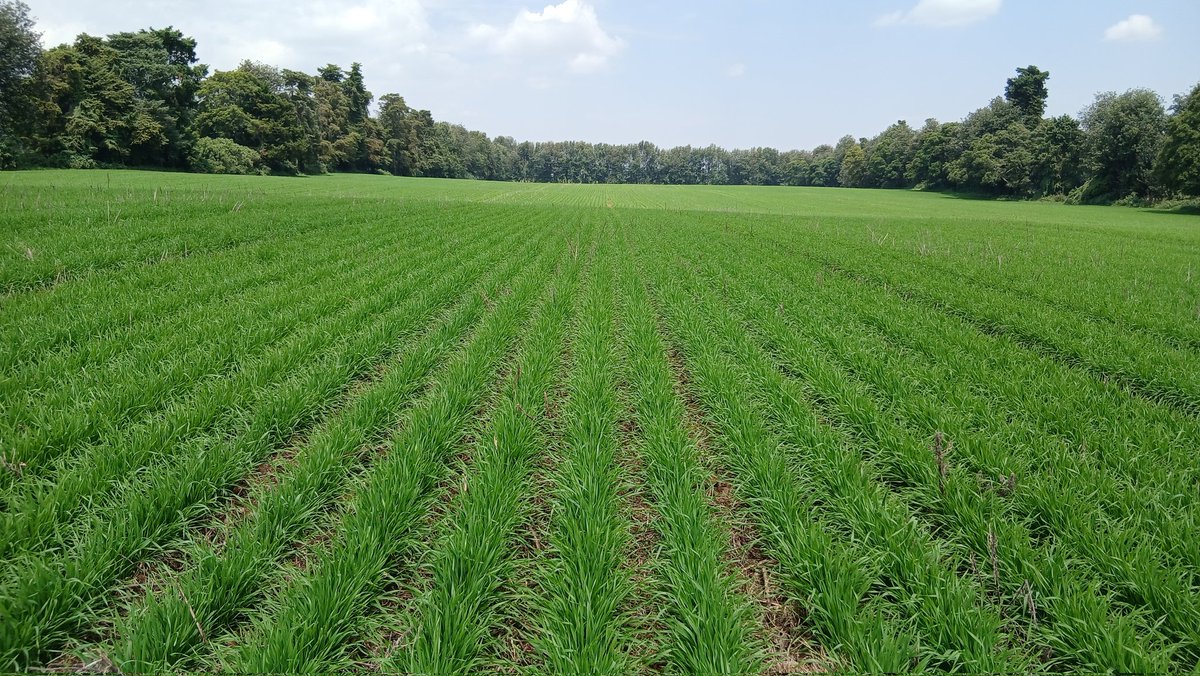 David_Agronomy's tweet image. Robin at 138kg/ha seed rate (300 seeds/m²). Looks daunting, but we have now had yet another trial on a fertile site after peas, where yields were still increasing at 150kg/ha.