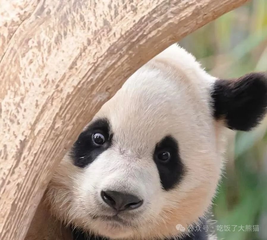 睿宝一看就好聪明的样子啊
cr.小猪福宝 吃饭了大熊猫