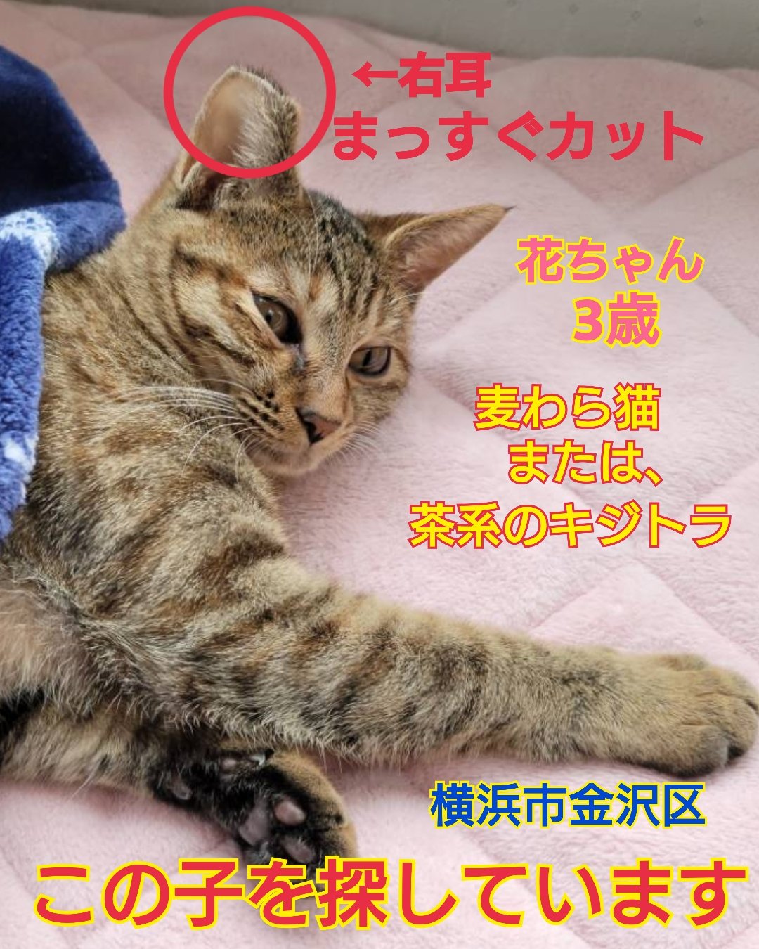 みつねこ。ページ♡ ニコナツ(Nikonatsu) (@honeybee172) / X