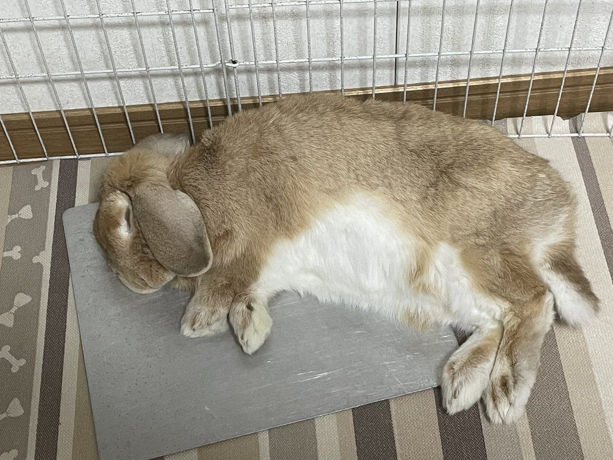 こむぎさんも暑そう🐰