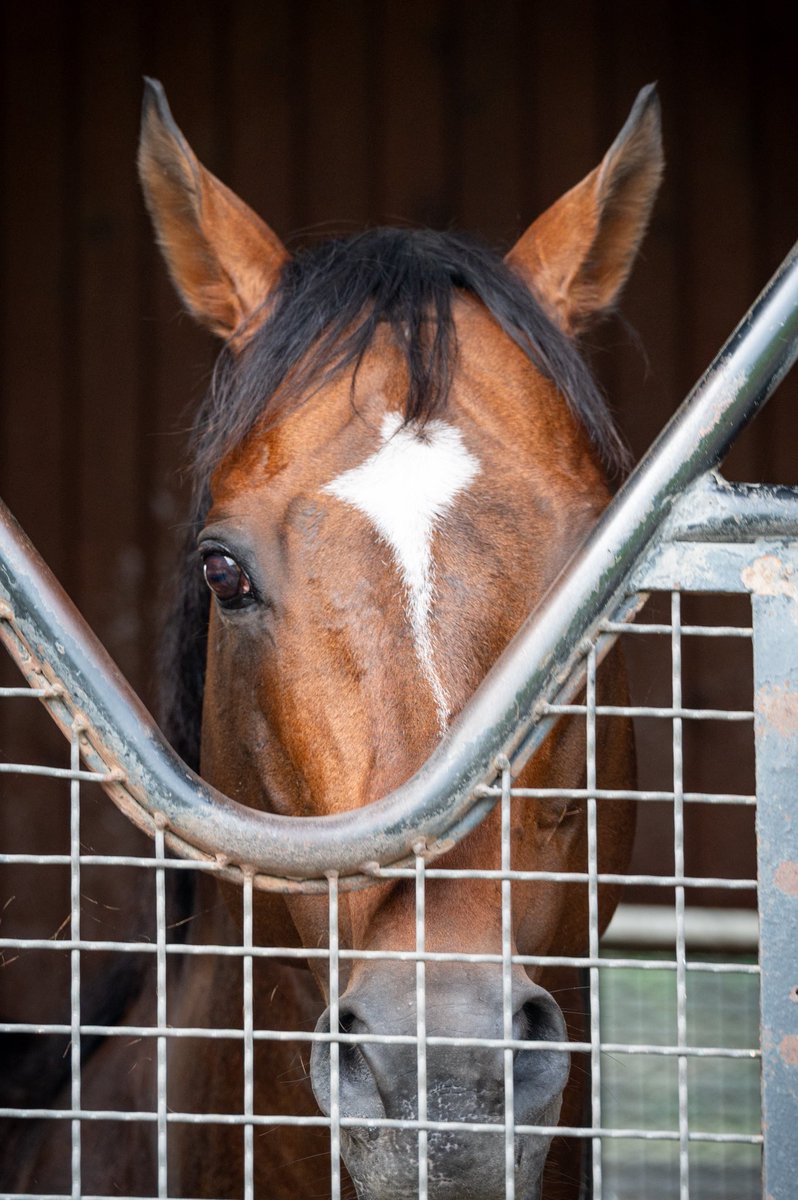 早い者勝ち‼️ラジャス⭐️イオンチャンネル（ゴールドのみ）❣️超特価⭐️⭐️⭐️ まるちゃん on X