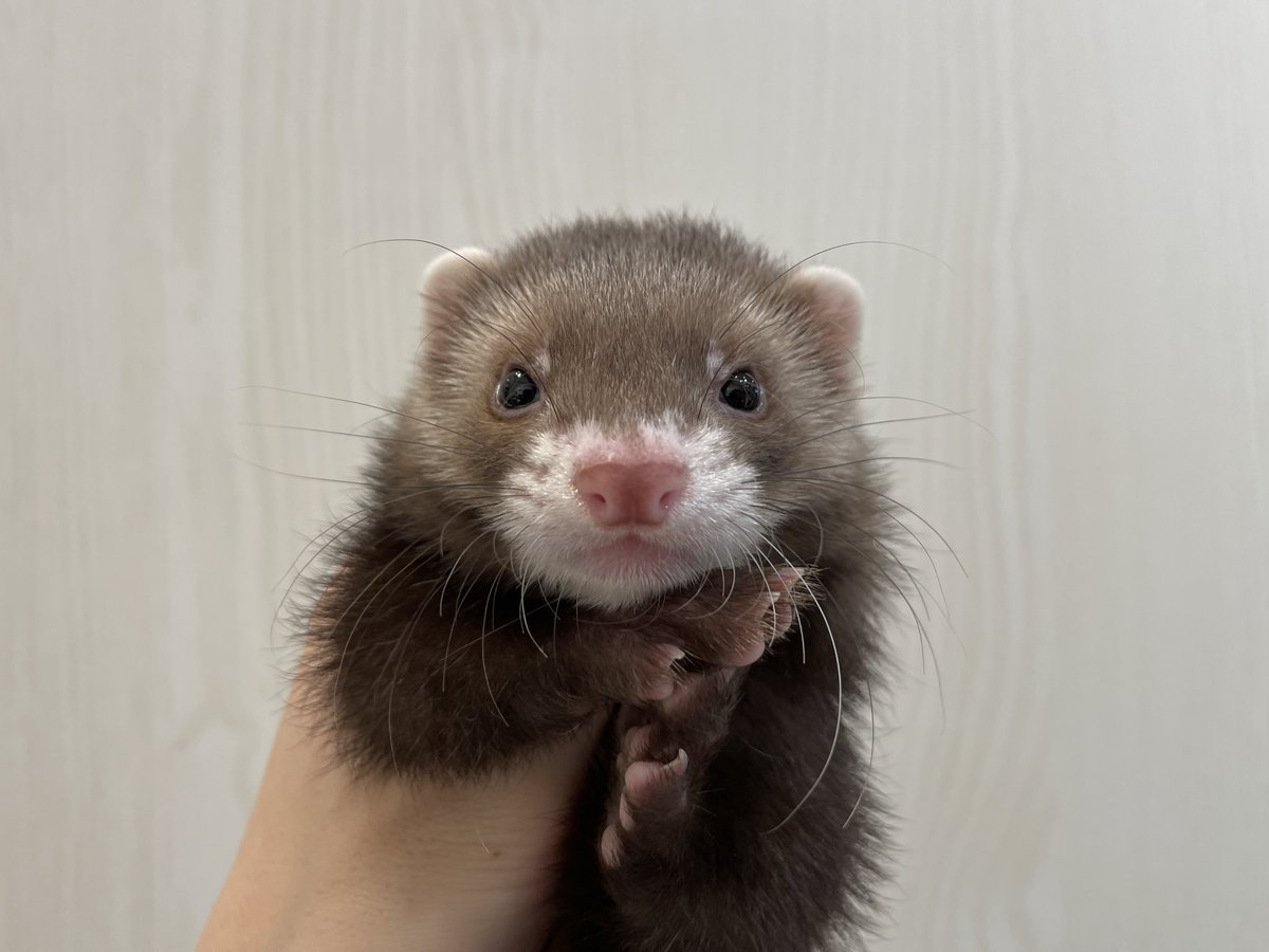 いつでもお目目がきゅるきゅる🎀✨
5月24日生まれのマーシャルフェレットの女の子です🎶
スタッフ野村の推しの子です！是非会いに来てくださいね🫶🏻
#マーシャルフェレット #フェレット #ferret