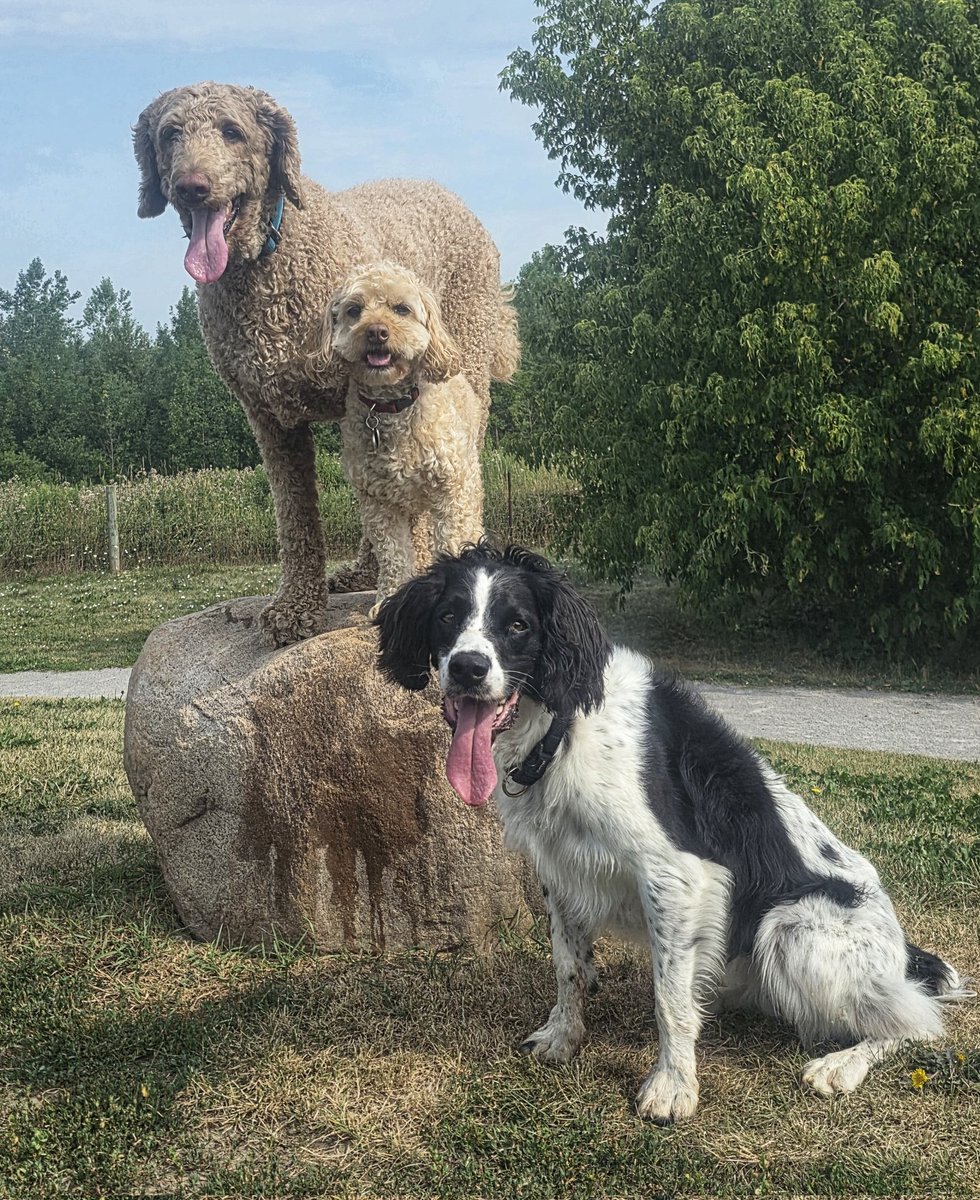 WalkinDogwalk's tweet image. The long weekend is here - hope you enjoy these fabulous #posingpups !
🌞❤️🐾🐶🐕🐾❤️🌞
#Saturdaysocial #longweekendvibes #walkinthedog #walkinthedoginwhitby