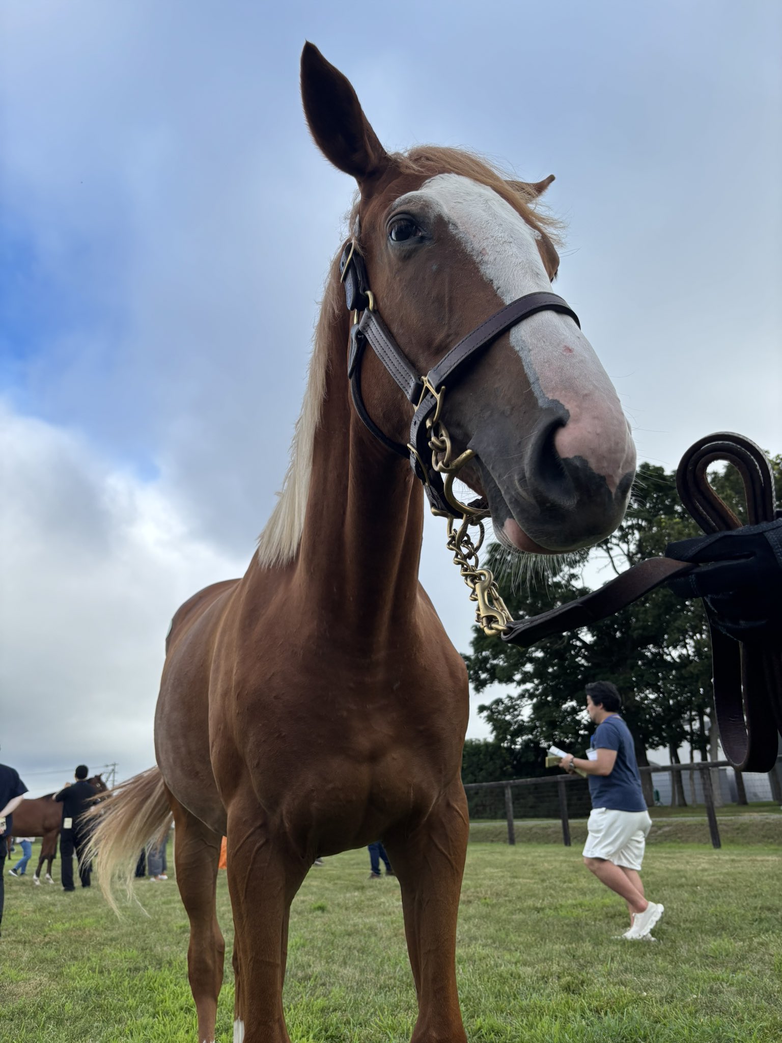 オルペ (@orfevre_2008514) / X