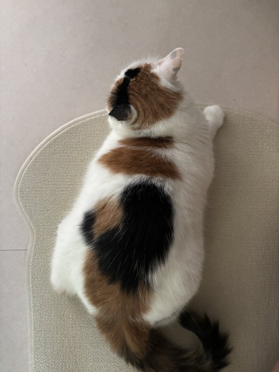 몸매가 진짜 웃겨 (비만 아닙니다)