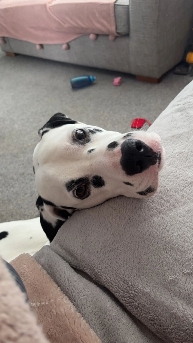 We’re looking for a new home for Ozzy, he is based in Scotland. We cover the whole of Scotland, please can you share to help him on his way? All his details are here help2rehome.com