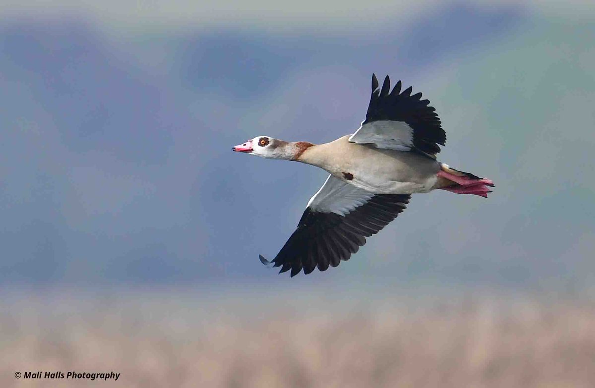 Egyptian Goose.

#BirdTwitter #Nature #Photography #wildlife #birds #TwitterNatureCommunity #birding #NaturePhotography #birdphotography #WildlifePhotography #Nikon