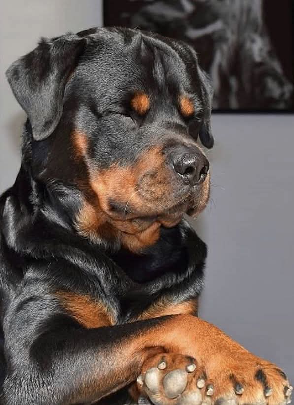 rottweiler_cute's tweet image. My mom said I&apos;m beautiful. But so far nobody has loved my picture 🥹😓💔