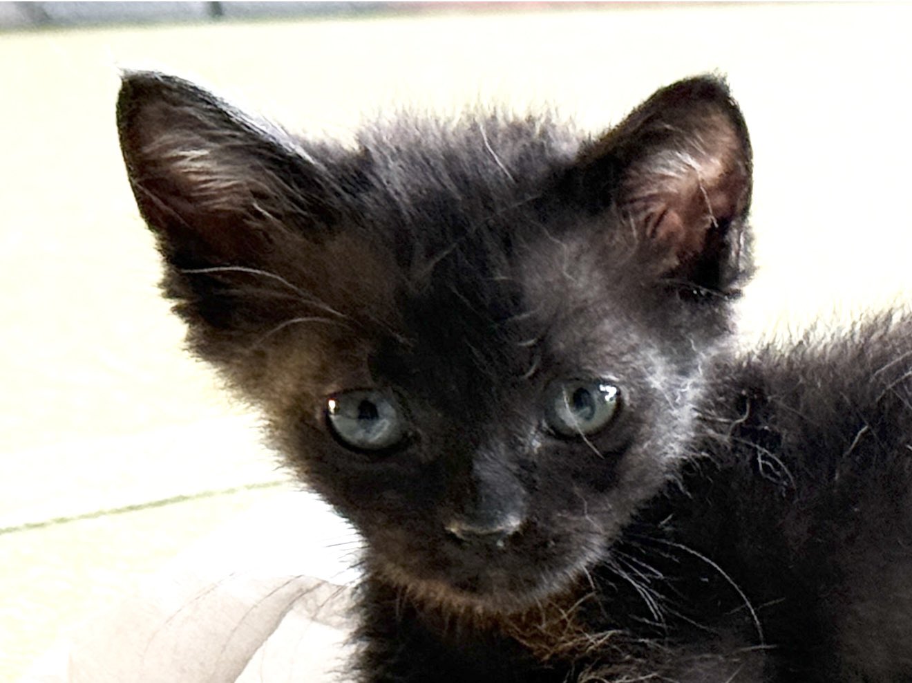 黒豹みたいな黒猫 飼ってた猫が、実は黒ヒョウだった！ ロシア人女性の衝撃&感動の