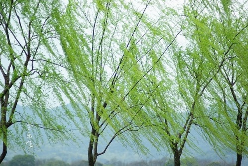"Les arbres sont des sanctuaires. Quiconque sait s'adresser à eux, les écouter, peut apprendre la vérité. Ils ne prêchent pas des leçons et des préceptes, ils prêchent sans se laisser décourager par des particularités, l'ancienne loi de la vie."                     Hermann Hesse