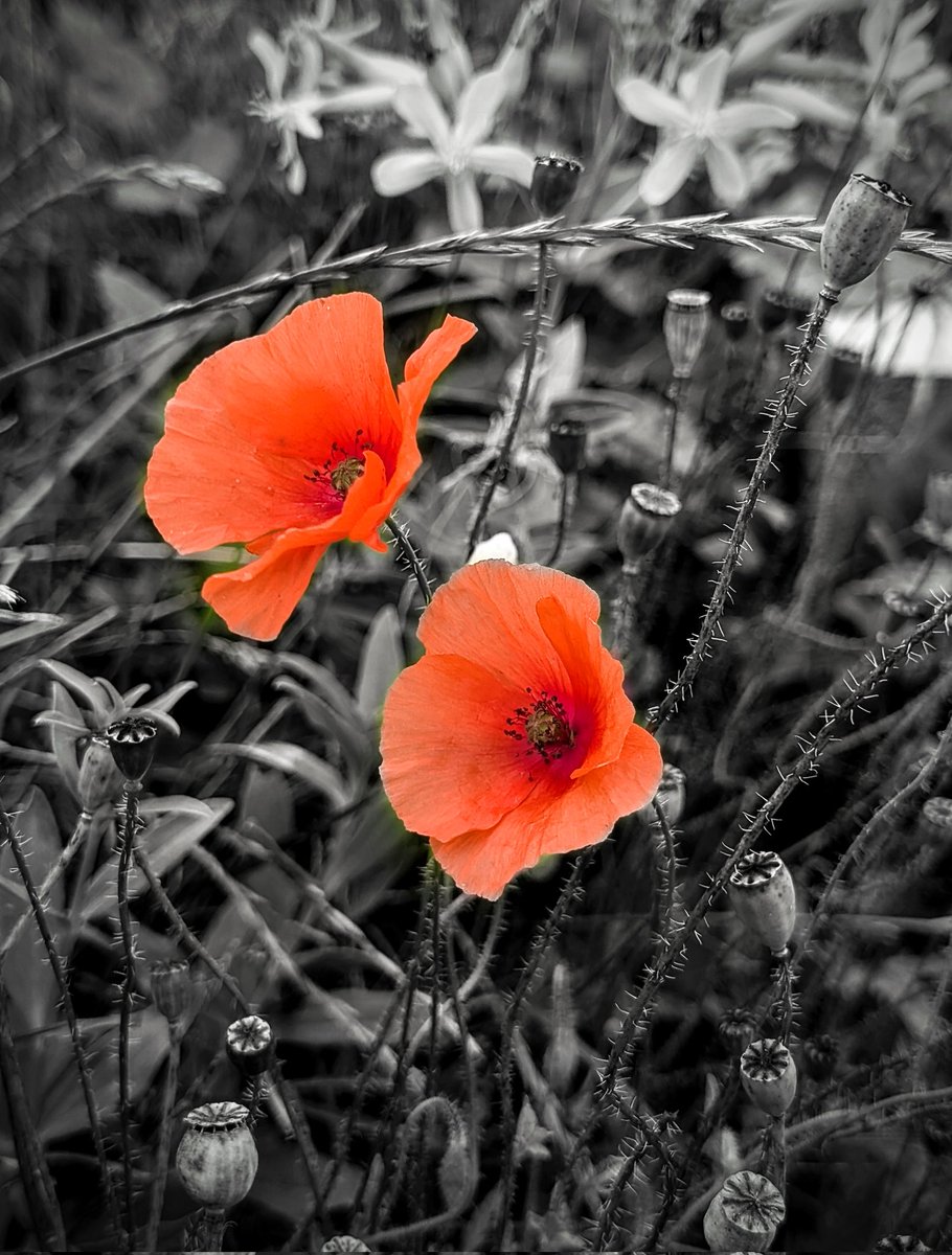 Poppies
#BlackAndWhiteWithASplash of red
#photographers
#Yorkshire
#MyPhoto
#photography