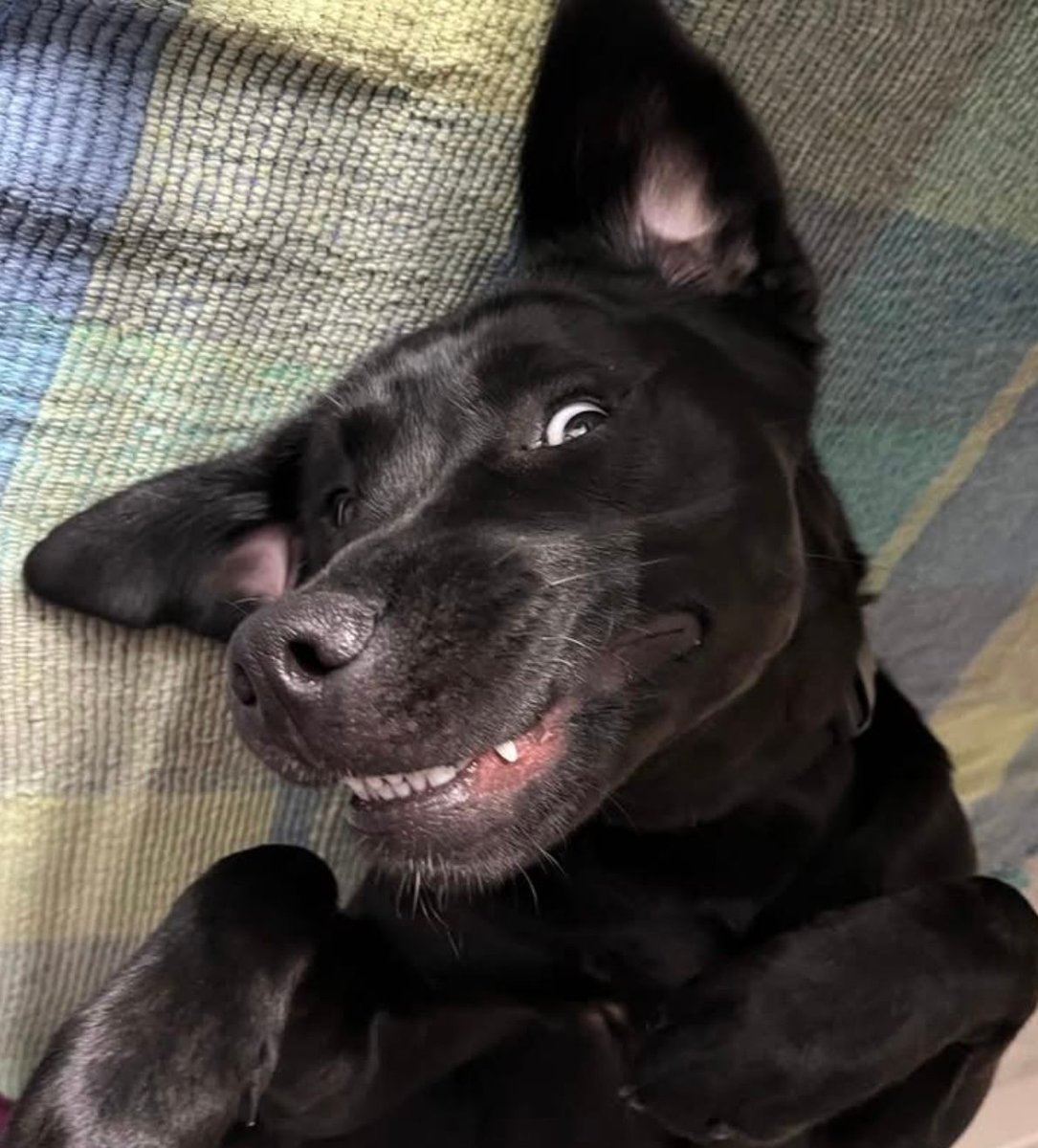 That’s a cheeky grin!  It’s the weekend, let’s play!

#Chorley #GuideDogsUK #GuideDogs #GuideDogsForTheBlind