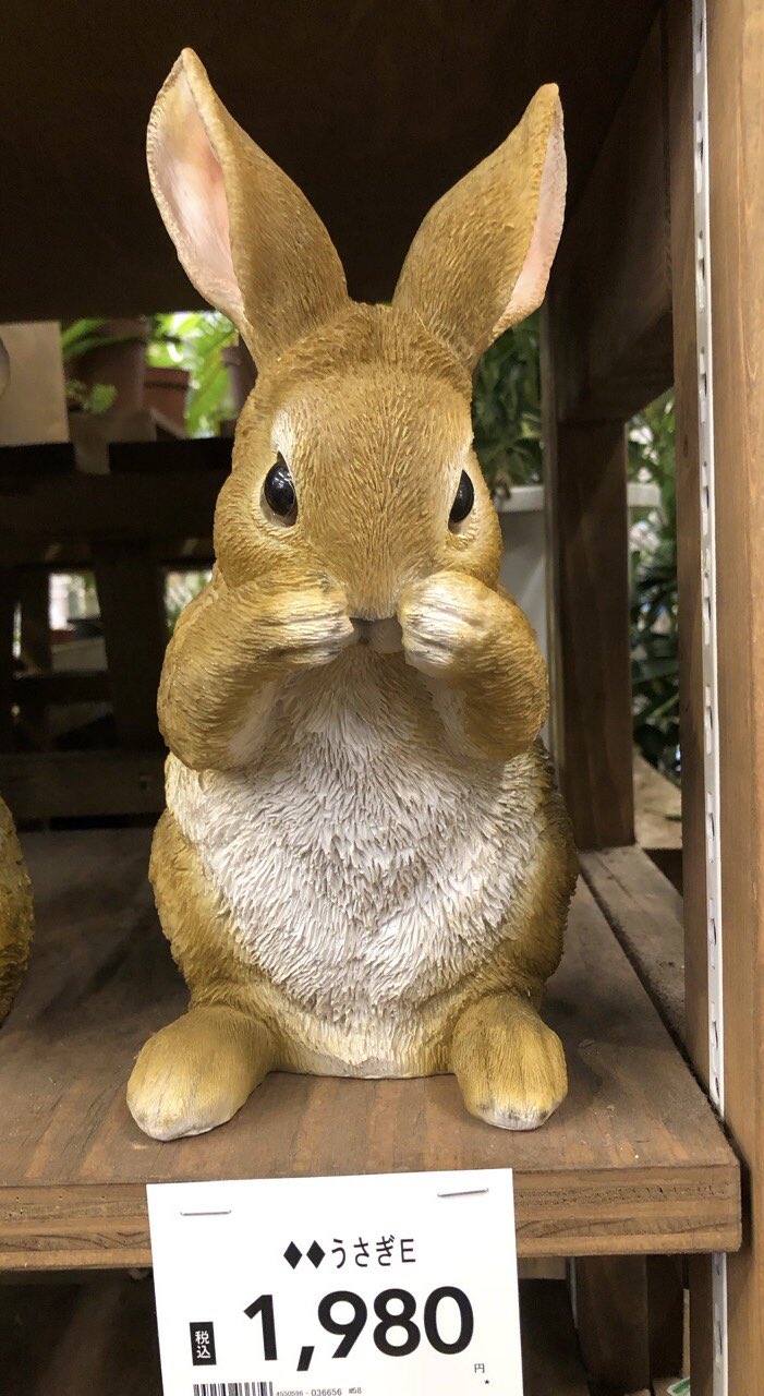 うさぎ 51wOf6exyVL._AC_SY200_QL15_.jpg