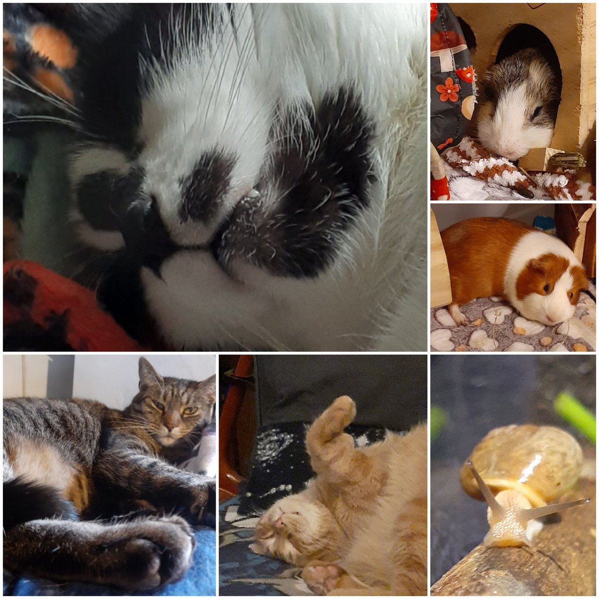 Anna Drehel tweet media